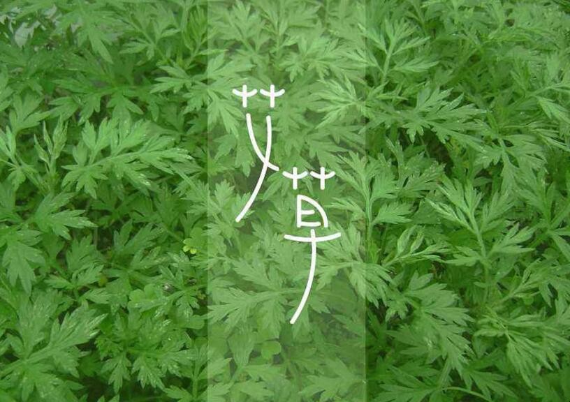 種什麼藥材最賺錢