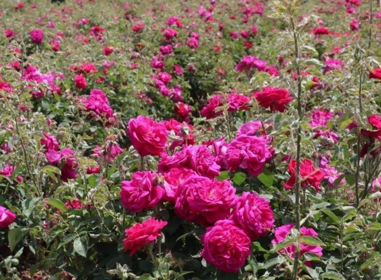 玫瑰花怎麼養