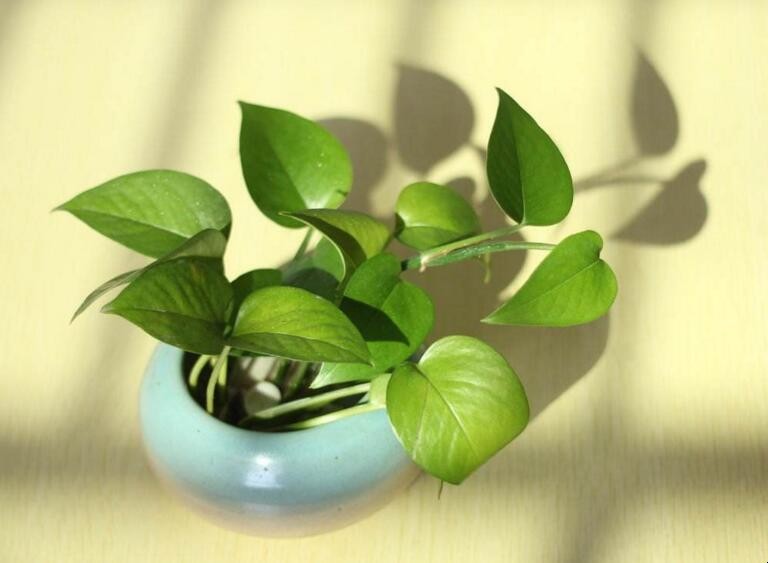 傢裡適合放什麼植物