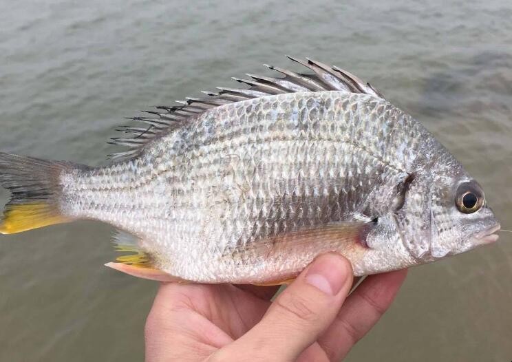 黃翅魚怎麼釣