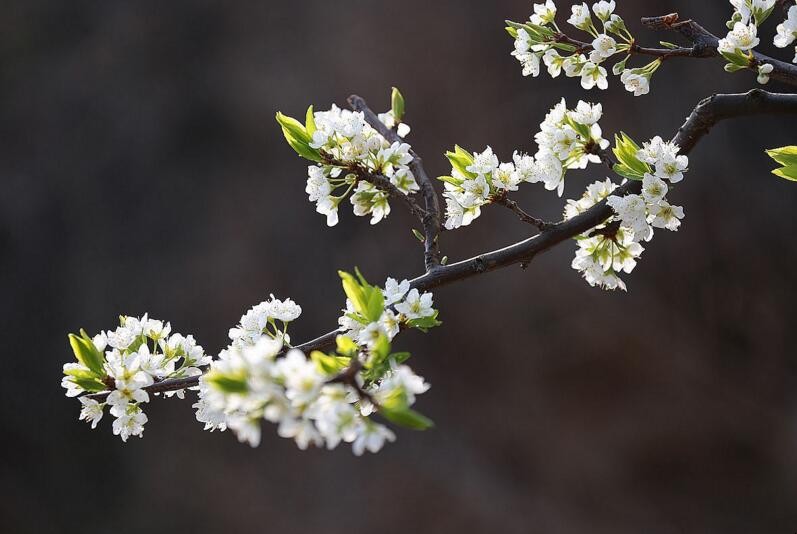 梨樹二次開花怎麼辦