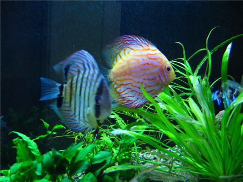 怎樣飼養淡水觀賞魚