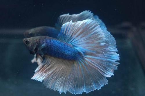 泰國鬥魚怎麼喂養