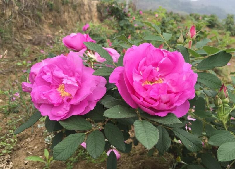 玫瑰花栽培技術是什麼