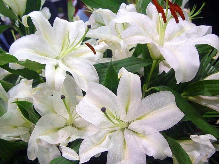 百合花語是什麼
