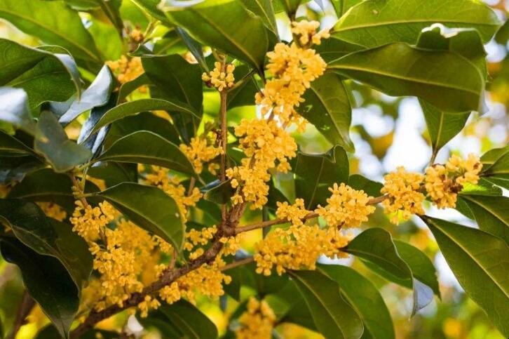 怎樣才能把桂花養好