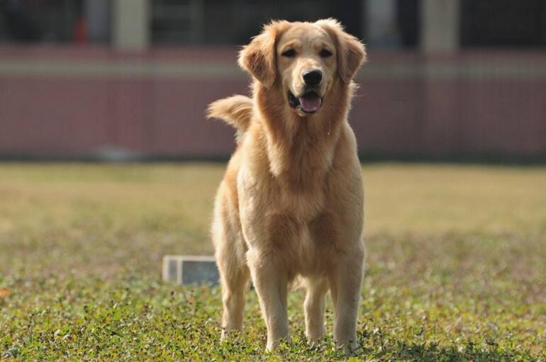 金毛犬訓練註意哪些事項