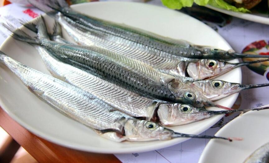 怎麼海釣針魚