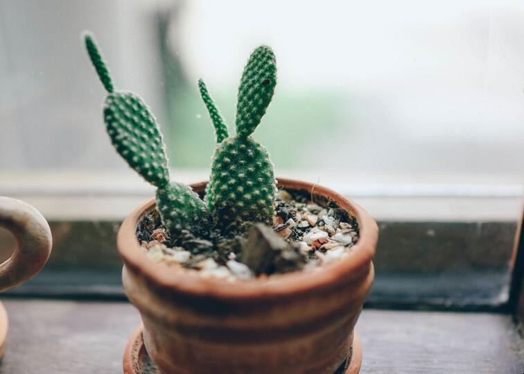 仙人掌為什麼會長刺