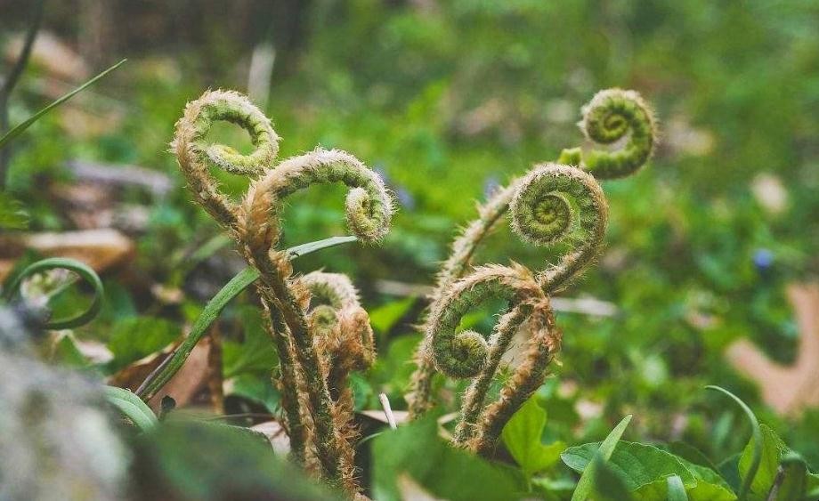 適合人工種植的野菜有哪些