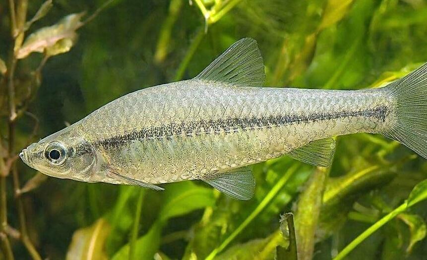 釣麥穗魚的技巧是什麼