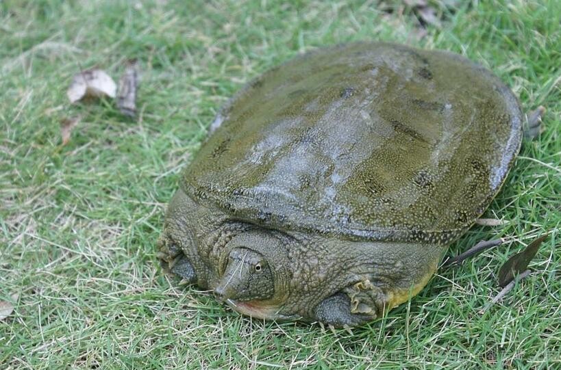 甲魚的選購有什麼技巧