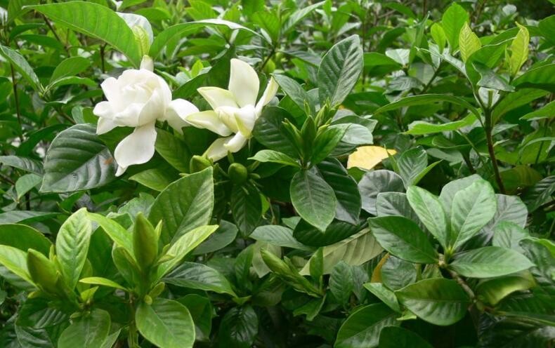 梔子花怎麼養殖