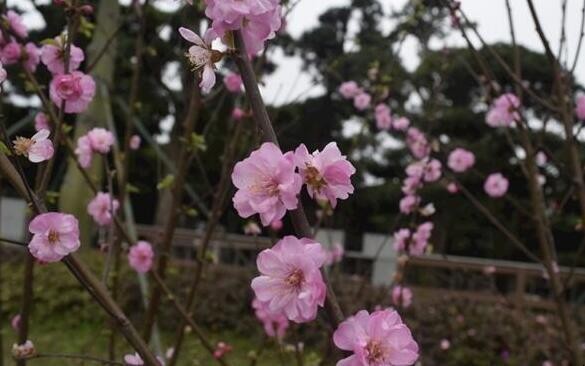 桃花病蟲害怎麼處理