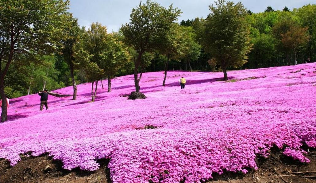 芝櫻可以種子種植嗎