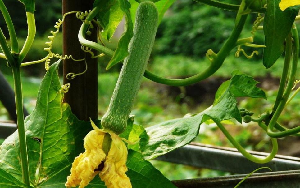 絲瓜是什麼季節的蔬菜