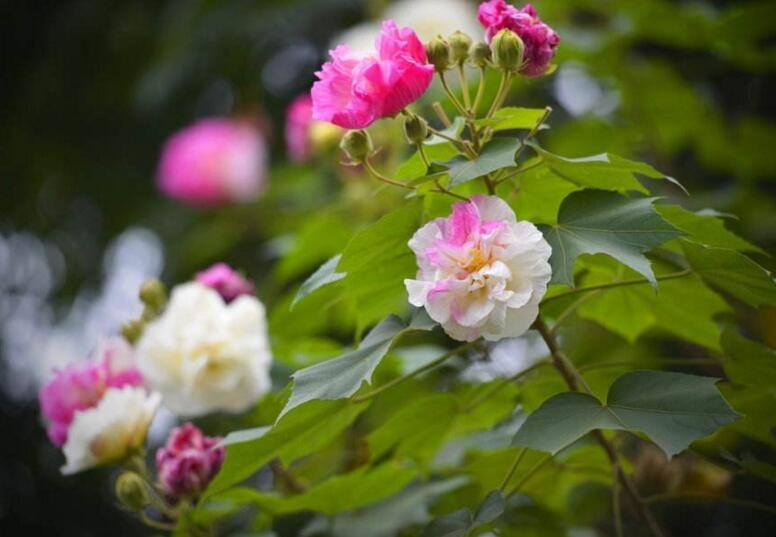 芙蓉花養殖方法是什麼