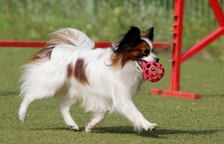 蝴蝶犬好不好飼養