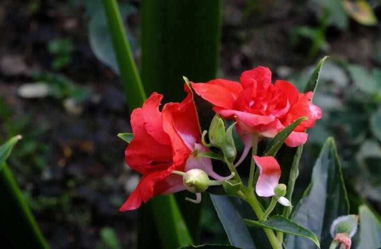 鳳仙花爛根是怎麼回事