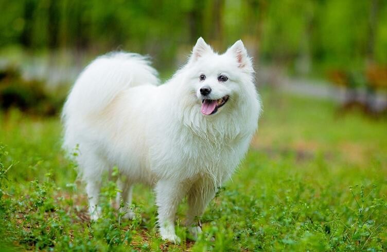 銀狐犬和薩摩耶的區別