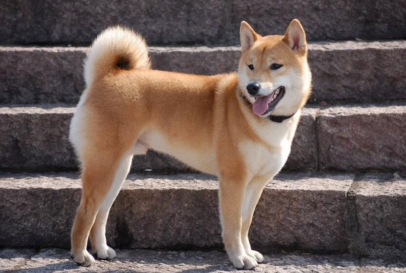 中華田園犬怎麼養