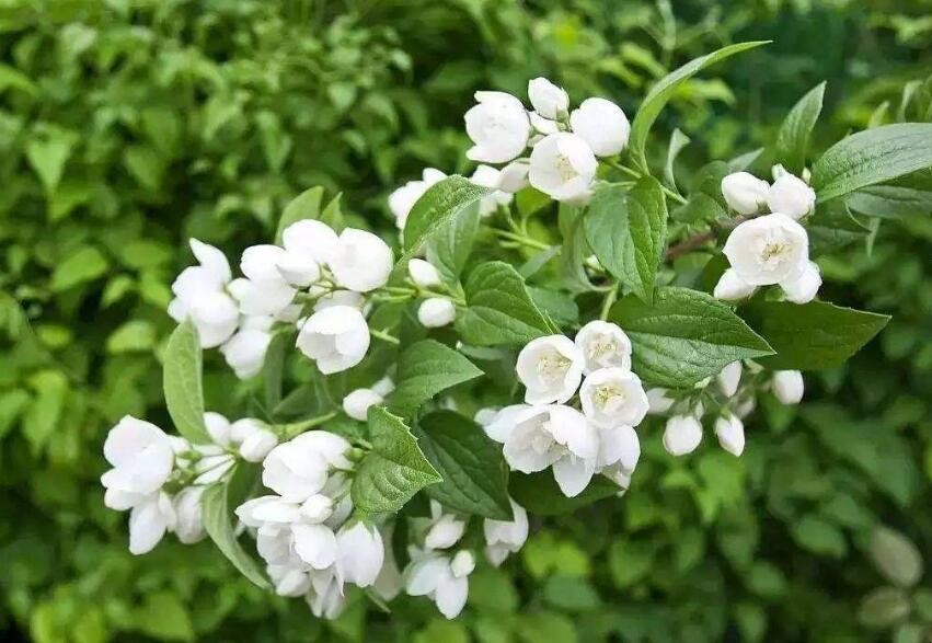 茉莉花在傢養註意什麼