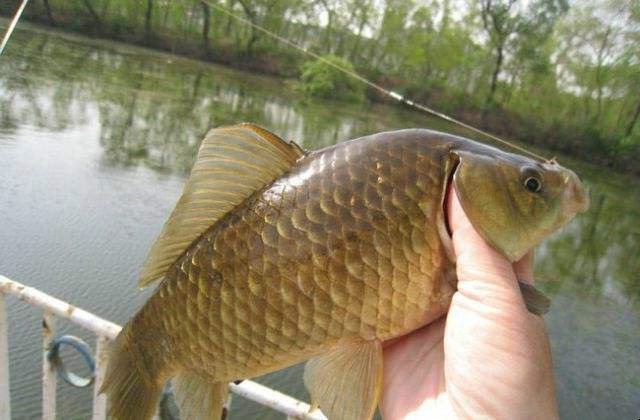 釣魚時應不應該露鉤