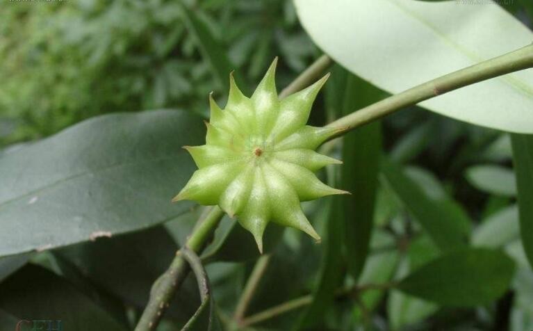 八角樹的種植方法是什麼