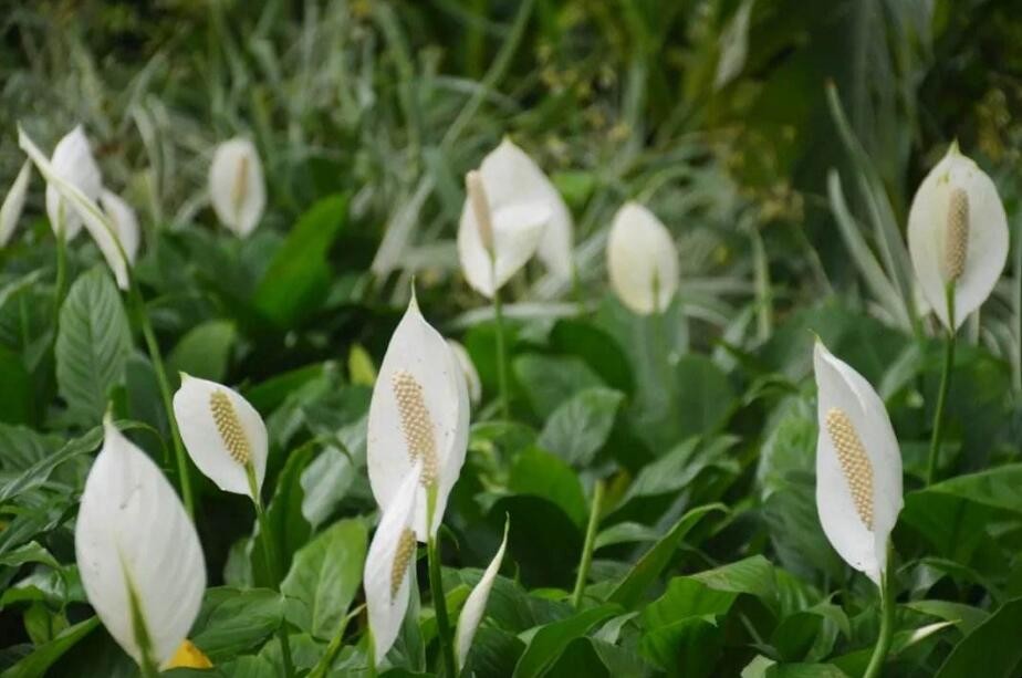 白掌花怎麼養