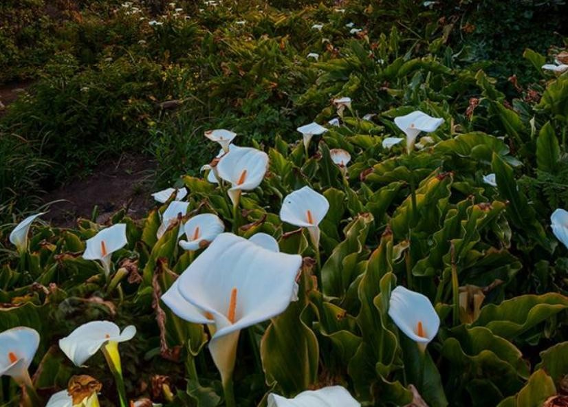 馬蹄蓮花幾月開