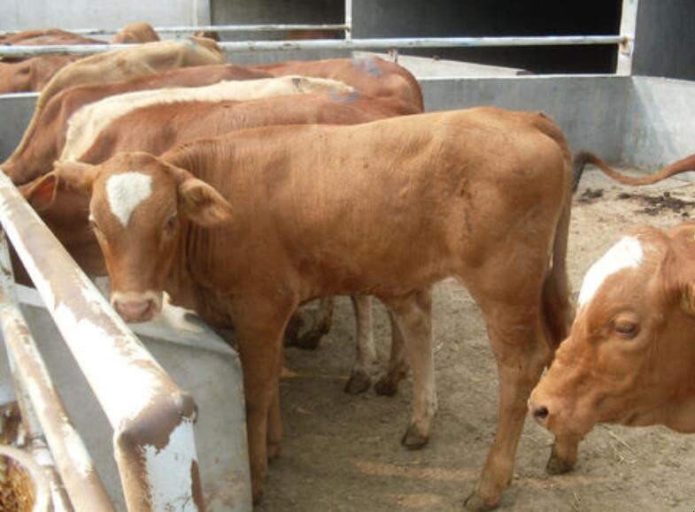 育成牛如何飼養管理