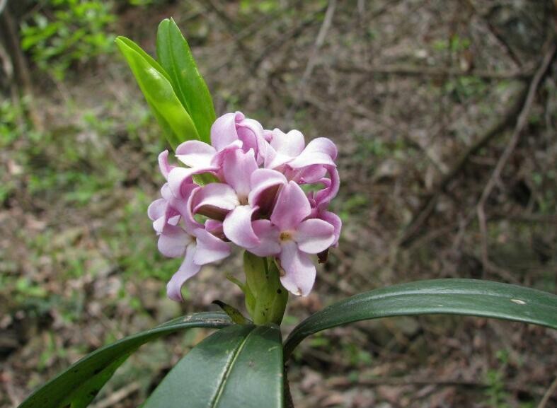 瑞香花和結香花有什麼區別