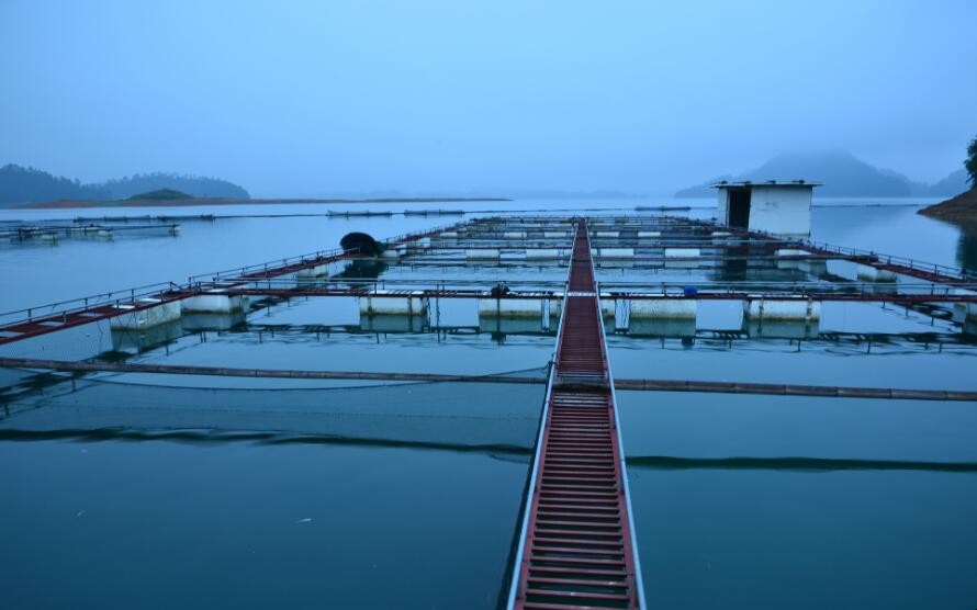 水庫網箱養魚有什麼技術