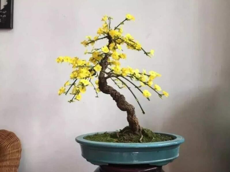 迎春花盆景如何養護