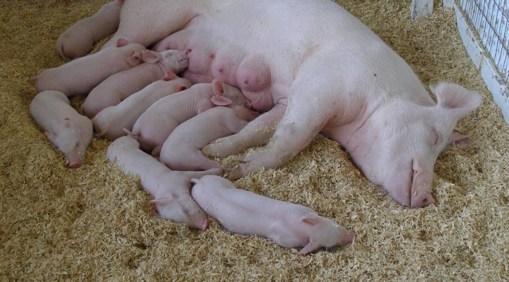 母豬養殖技術要點是什麼