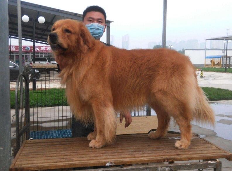火車讓帶寵物嗎