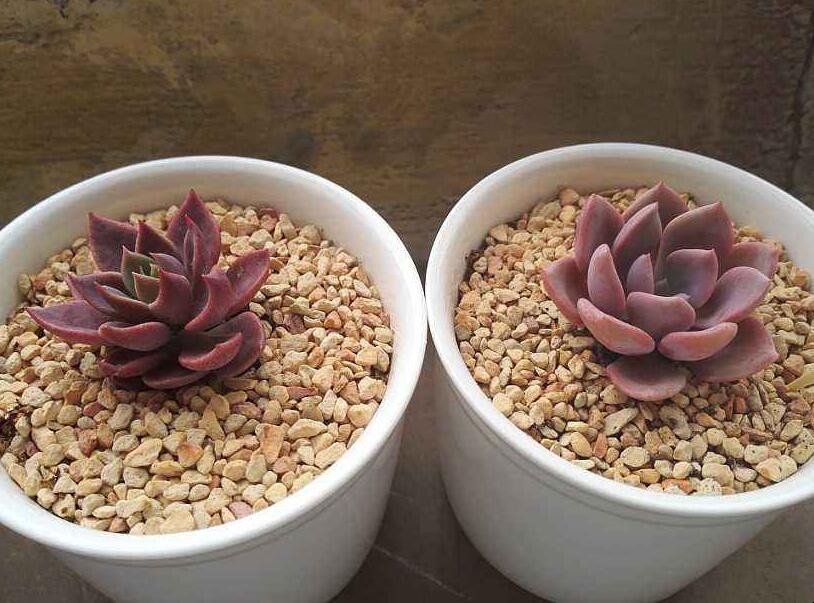 因地卡多肉植物怎麼養