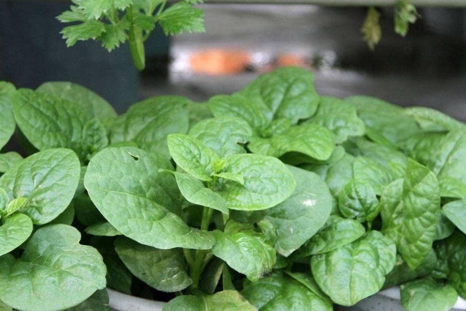 木耳菜種植需要搭架嗎