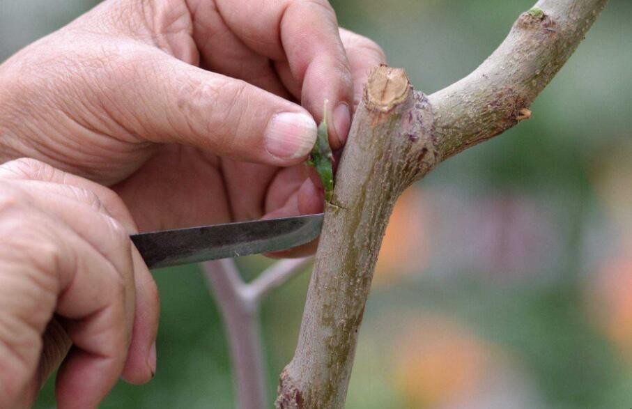 果樹嫁接用什麼包紮好