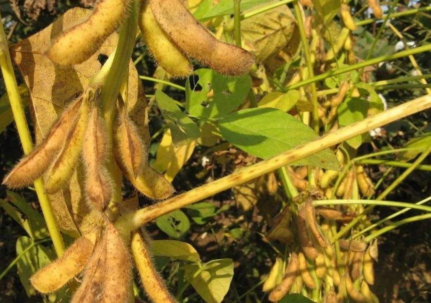 大豆有藥害怎麼辦