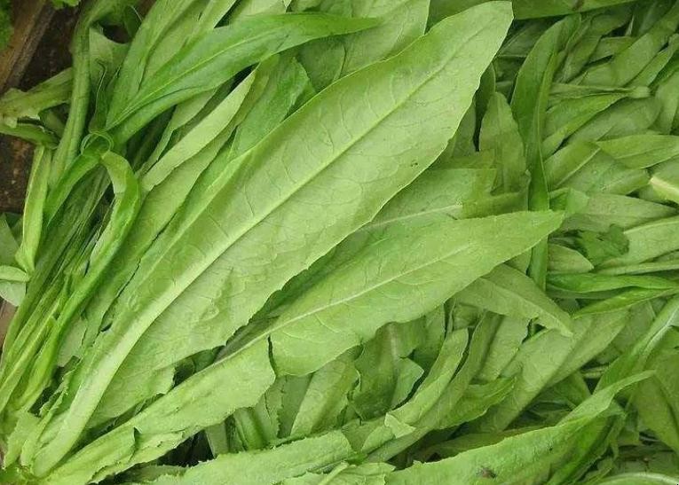 油麦菜