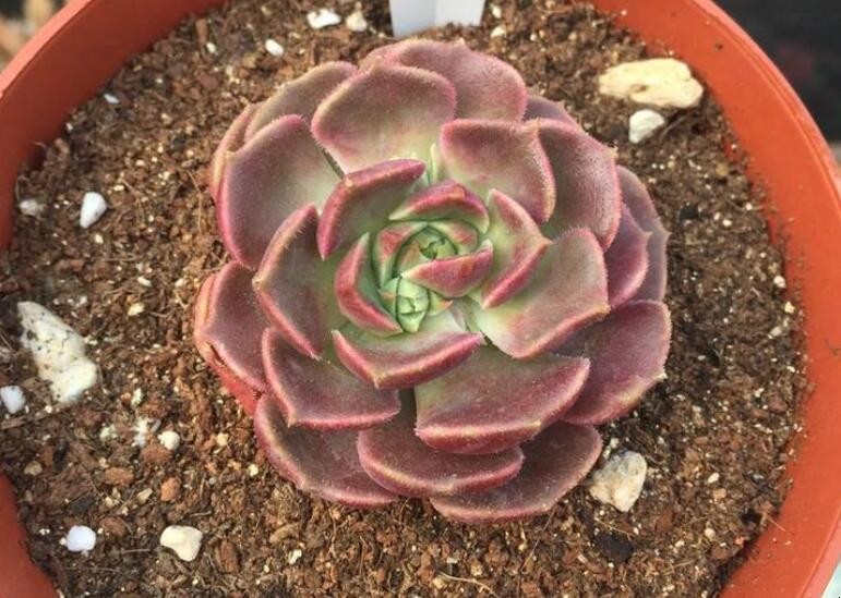 棕玫瑰多肉植物怎麼養