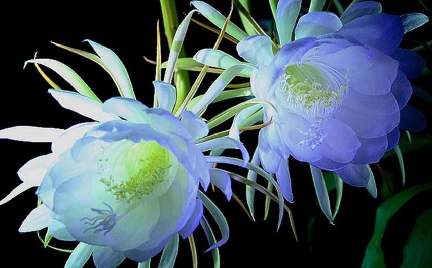 曇花怎麼過冬