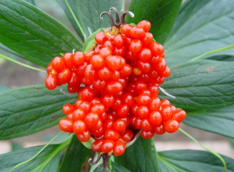 重樓的養殖方法是什麼
