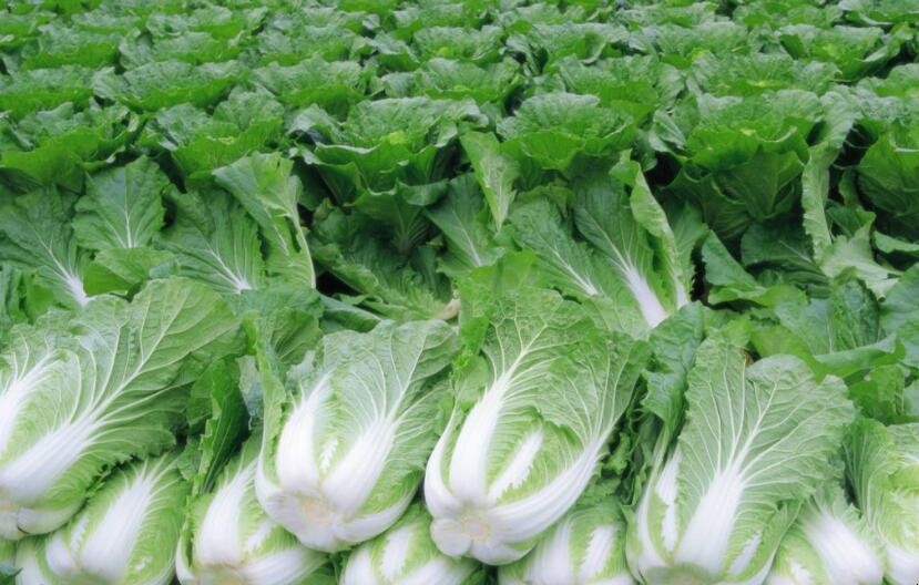種植白菜要註意哪些方面