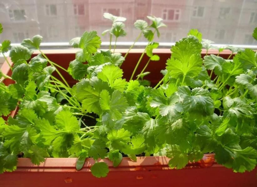 香菜如何種植