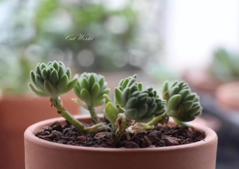 春上多肉植物怎麼養