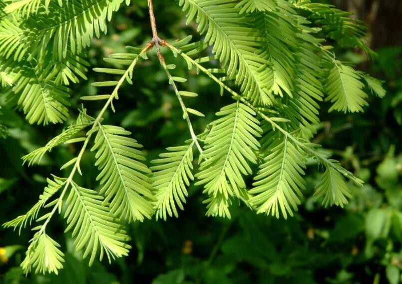 中國十大珍稀植物是什麼