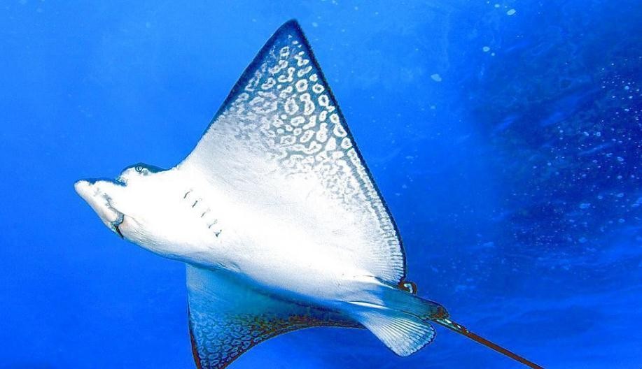 魔鬼魚能吃嗎