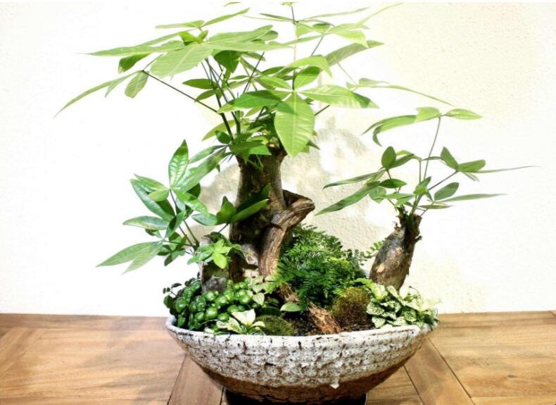 適合室內培植的小植物有哪些